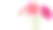 五颜六色的非洲菊花束素材图片