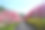 日本长野，池山温泉，桃花盛开素材图片