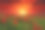 明亮的日出在罂粟田素材图片