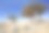 龙血蜥朱砂——也门索科特拉特有的树种素材图片