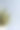 三鳃虎纹兰盆景，以蓝色为背景素材图片