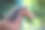 海湾马肖像在绿色的背景素材图片