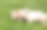 小猪在草地上素材图片