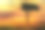 非洲日落背景的黑斑羚素材图片