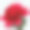 红色牡丹孤立在灰色背景上素材图片