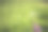 蒲公英的种子飞素材图片
