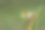 红眼树蛙在蛇植物上-自然背景素材图片