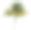 棕榈树孤立在一个白色的背景素材图片