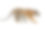 冬季西伯利亚虎幼崽(阿尔泰卡虎)素材图片