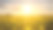 夕阳西下时，黄色的田野映衬着太阳素材图片
