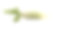 绿色长萝卜孤立在白色背景上。素材图片