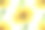 黄色向日葵的成分素材图片