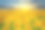 一大片向日葵在夕阳的背景下素材图片