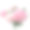 粉红色的牡丹花孤立在白色背景上素材图片
