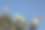 冠状头饰吗?法卡拉瓦岛，土阿莫图，法属波利尼西亚素材图片
