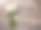 雏菊、洋甘菊花束素材图片