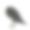 幼腐乌鸦-鸦冠(3个月)素材图片