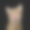 顽皮的猫在孤立的黑色背景素材图片