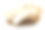在白色背景上分离出杏鲍菇王平菇素材图片