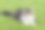 白色和灰色的虎斑猫躺在绿色的草地上素材图片