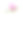 粉红牡丹孤立在白色背景上。素材图片