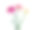 康乃馨花靠近背景。素材图片