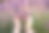 法国南部普罗旺斯，一名女子在薰衣草田里用手触摸着盛开的薰衣草素材图片