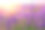 夕阳下紫罗兰色的薰衣草田素材图片