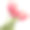 白色背景上孤立的郁金香花素材图片
