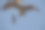 猛禽在天空中翱翔-风筝鹰素材图片