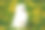 年轻快乐微笑的白色萨摩耶狗或比吉尔，斯迈利，萨米玩在绿色的春天草地黄色的花。好玩的宠物在户外。素材图片