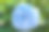 蓝绣球花孤立素材图片