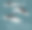 南露脊鲸海豚卡通矢量插图素材图片