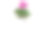 粉红色仙客来花在盆中孤立在白色的背景。素材图片