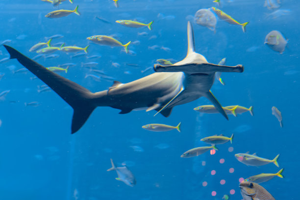 世界上最大的双髻鲨图片