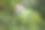 五颜六色的鹦鹉坐在绿色的灌木上素材图片