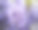 紫藤的花香味素材图片