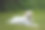 黄色母拉布拉多猎犬躺在绿色的草地上素材图片