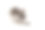 小灰仓鼠吃孤立在白色背景素材图片