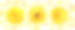 三朵金盏花(金盏花)排成一排，花瓣孤立在白色上素材图片