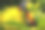 彩虹蜜鹦鹉在吃金色的垂尾树的花蜜(黄茎菊)素材图片