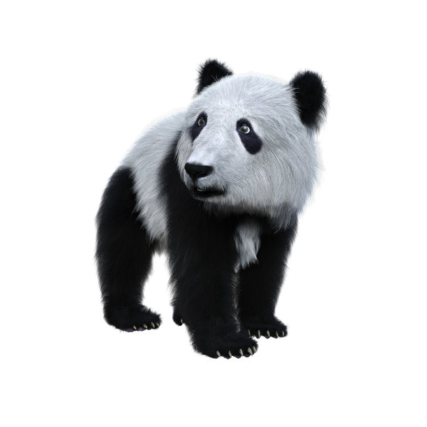 3d大熊猫胆码图图片