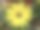 单瓣黄色骨植物花素材图片