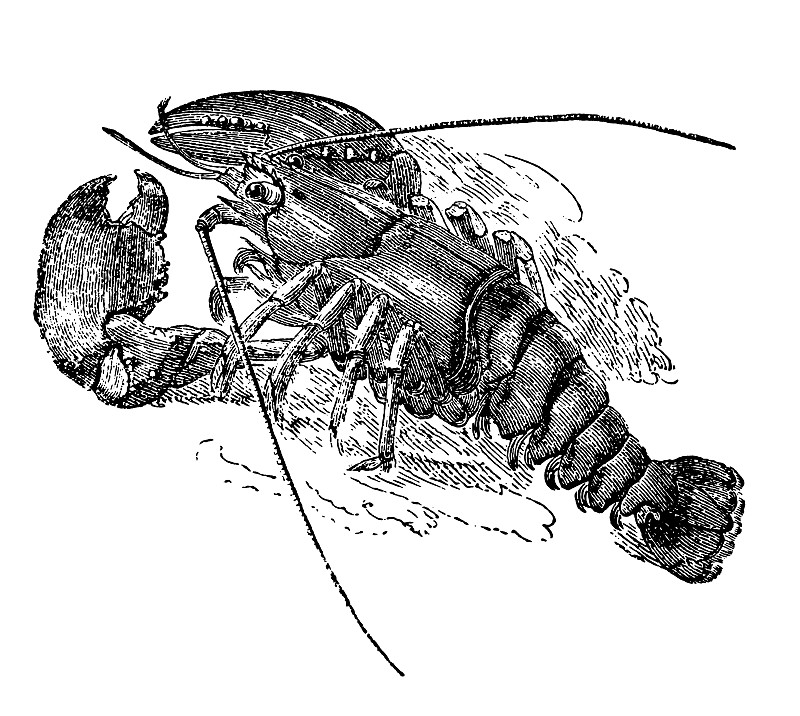 古董动物插图|龙虾图片下载