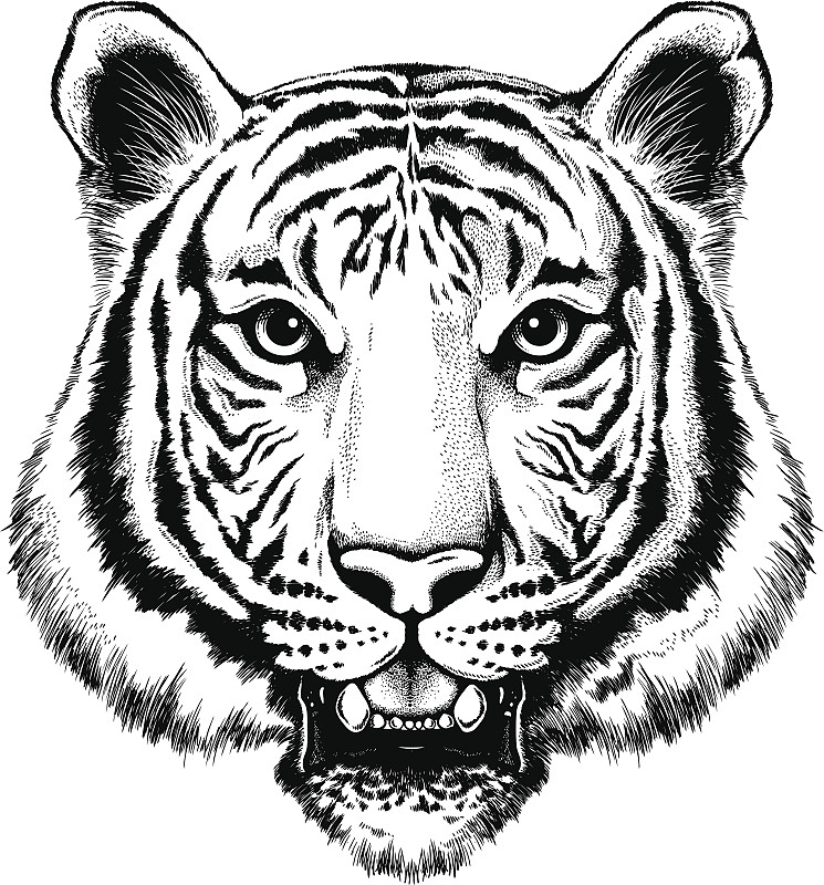黑白插图的老虎肖像图片下载