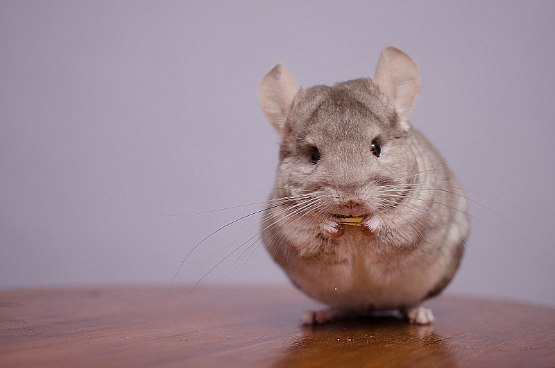 栗鼠在吃它的食物图片素材