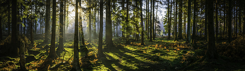 灿烂的日出透过金色蕨林田园诗般的林地全景图片下载