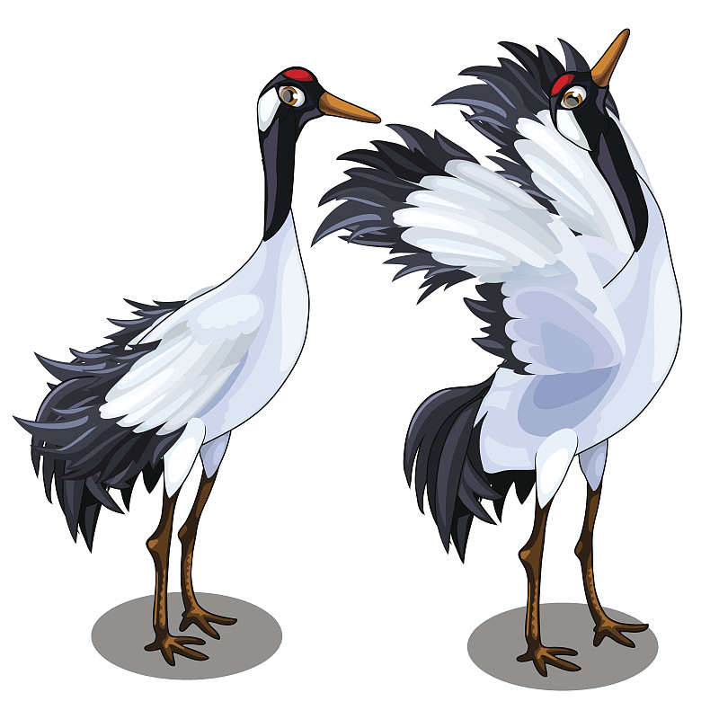 两个日本鹤的形象。向量鸟孤立图片下载