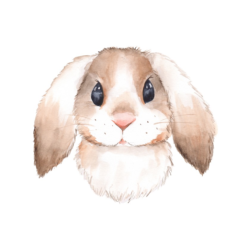 可爱的兔子。水彩图片下载