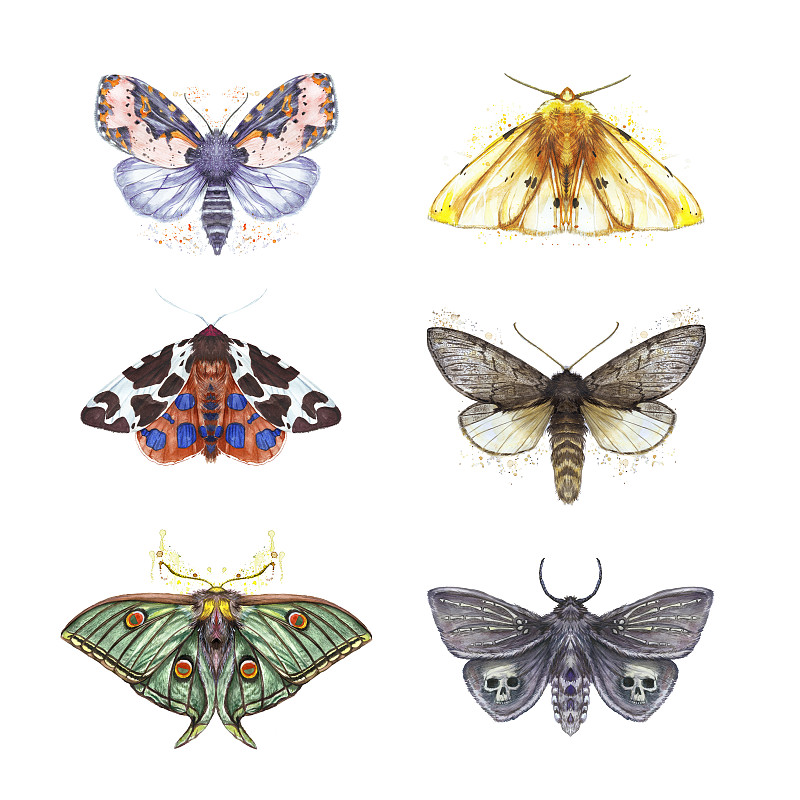 水彩画的蝴蝶毛茸茸的，一套蝴蝶，北斗七星淡红色，熊黄色，孔雀眼Artemis，美丽的翅膀为装饰，设计图片素材